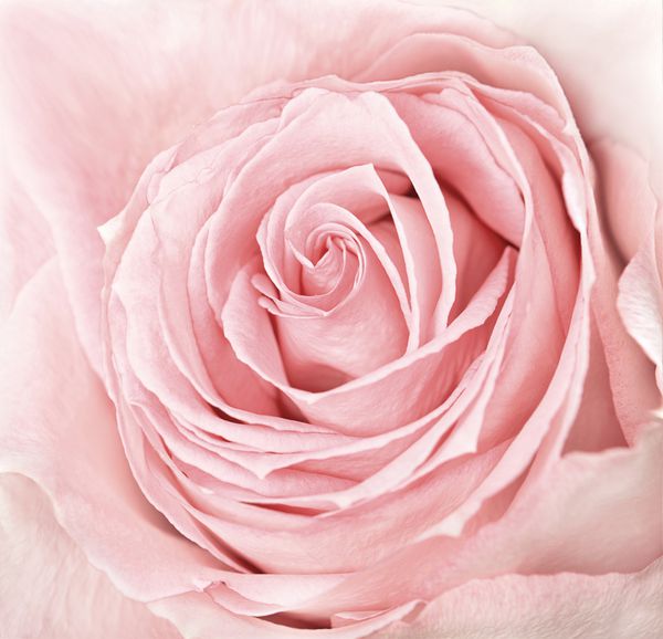 نمای نزدیک از گل رز صورتی تازه