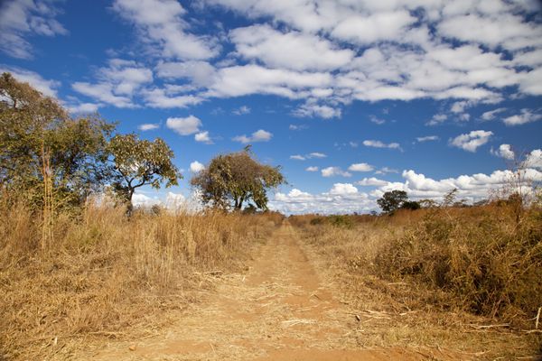 درخت بزرگ در کنار جاده خاکی در زامبیا