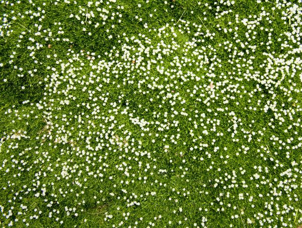 تعداد زیادی گل کوچک سفید در نمای بالای علفزار