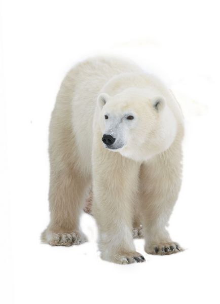 خرس قطبی جدا شده در پس زمینه سفید