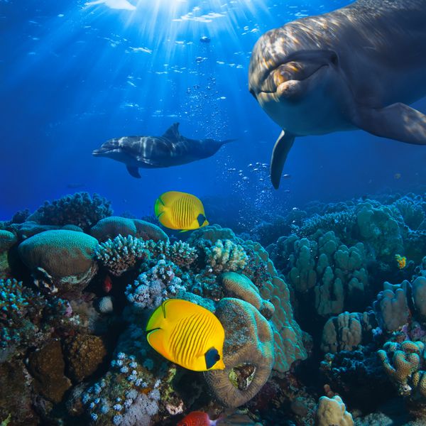 صحنه زیر آب با دو دلفین و ماهی زرد با زمینه مرجانی