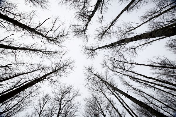 درختان آسپن ساسکاچوان در زمستان