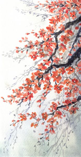 نقاشی آبرنگ شاخه های آویزان شکوفه های گیلاس معطر
