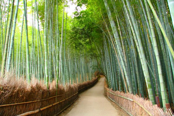 جنگل بامبو در کیوتو ژاپن