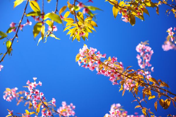 شکوفه های گیلاس صورتی بهاری با پس زمینه آسمان آبی