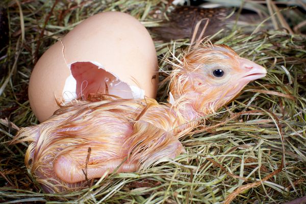 جوجه تازه متولد شده در کنار تخم قهوه ای خود خوابیده است