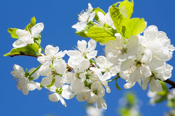 گل های گیلاس سفید در فصل بهار