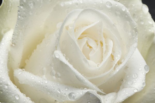 گل جدا شده روی سفید یک گل رز سفید