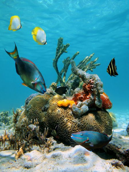 ماهی های رنگارنگ و حیات دریایی استوایی در دریای کارائیب