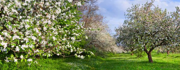 منظره ای از باغ شکوفه درختان سیب در چشمه روز آفتابی