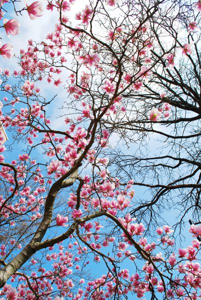 گل های درخت ماگنولیا بهاری