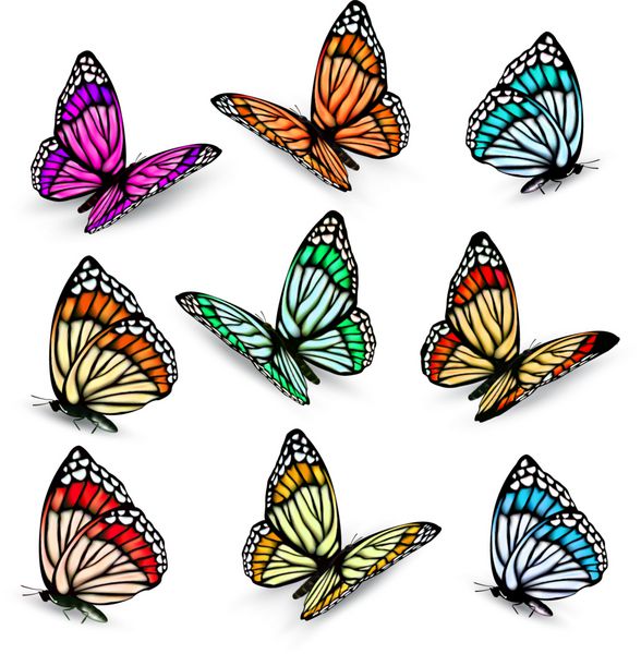 مجموعه ای از پروانه های وکتور رنگارنگ واقعی