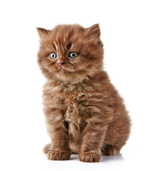 بچه گربه مو بلند بریتانیایی