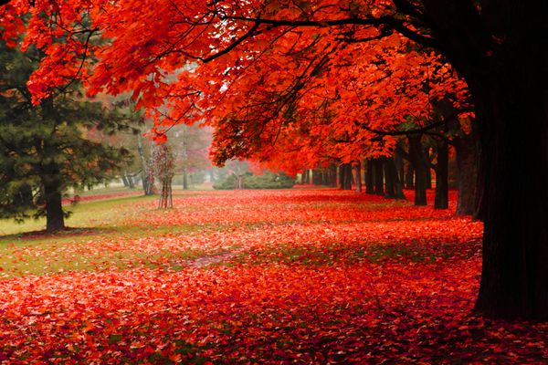 پاییز قرمز در پارک