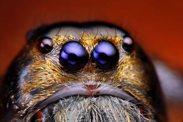 نمای نزدیک از عنکبوت پرش Hyllus Diardy