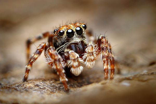 عنکبوت کنجکاو در حال پریدن از نزدیک