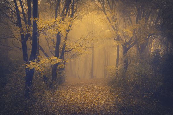 جنگل مه آلود مرموز با ظاهری افسانه ای
