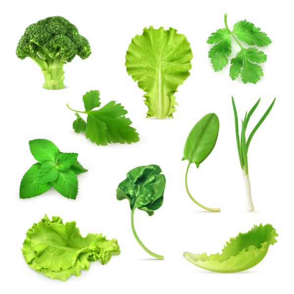 مجموعه سبزیجات و گیاهان سبز