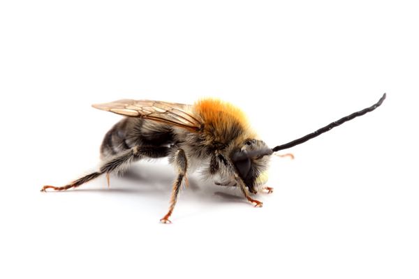 زنبور عسل با سبیل بلند جدا شده روی سفید