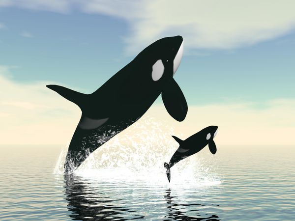 مادر و نوزاد نهنگ قاتل - رندر سه بعدی