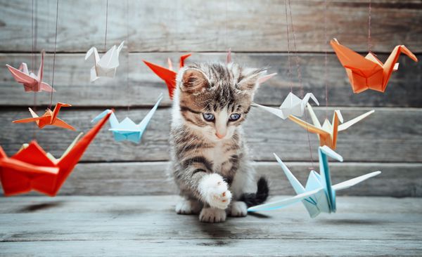بچه گربه با جرثقیل های کاغذی بازی می کند