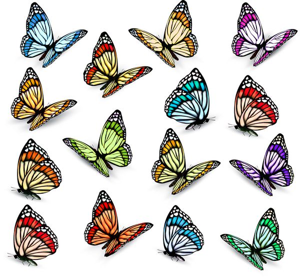 مجموعه ای از پروانه های رنگارنگ واقعی بردار
