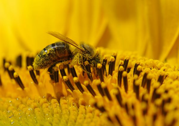 زنبور عسل در آفتابگردان
