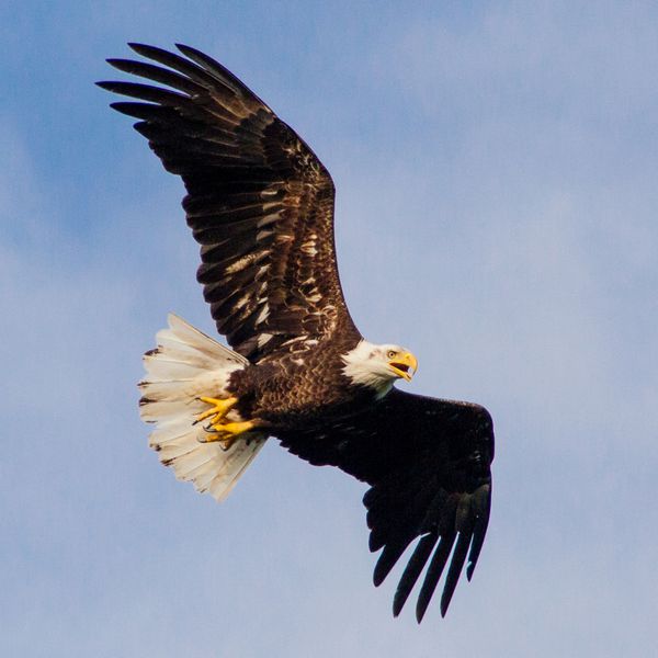 عقاب جوان در حال پرواز