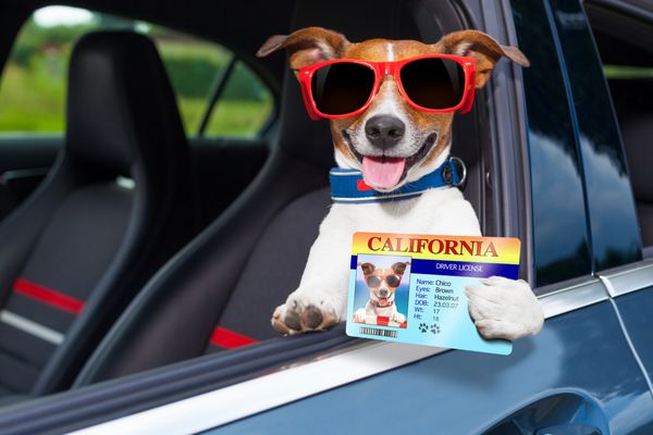 گواهینامه رانندگی سگ