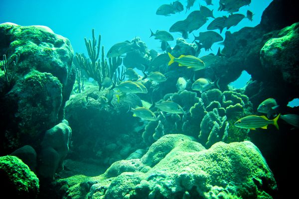 صخره مرجانی ماهی استوایی و زندگی اقیانوسی در دریای کارائیب