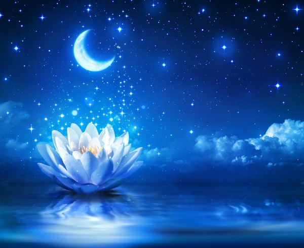 نیلوفر آبی و ماه در شب پر ستاره - پس زمینه جادویی