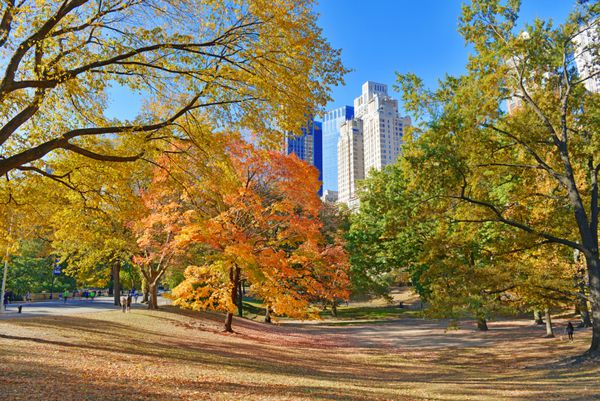 رنگ های پاییزی - شاخ و برگ های پاییزی در پارک مرکزی منهتن نیویورک