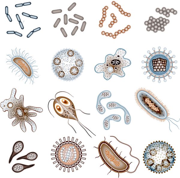 سلول های باکتری و ویروس