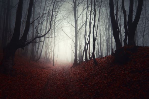 مسیری از میان یک جنگل تاریک