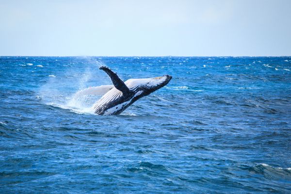 شکار نهنگ