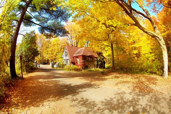 درختان زرد پاییزی در پارک