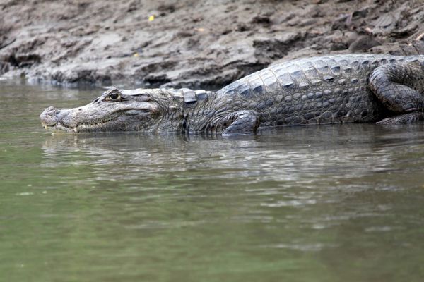 کیمن در کاستاریکا نمای نزدیک تمساح تمساح