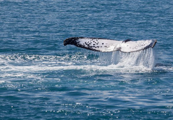 نهنگ هروی خلیج استرالیا