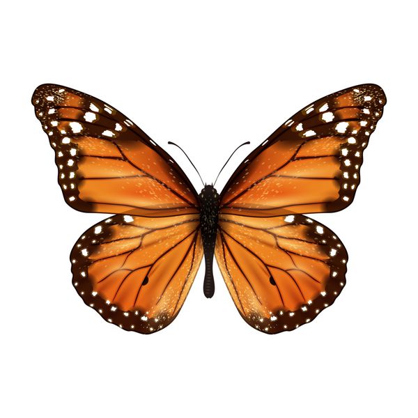 پروانه واقع بینانه جدا شده است