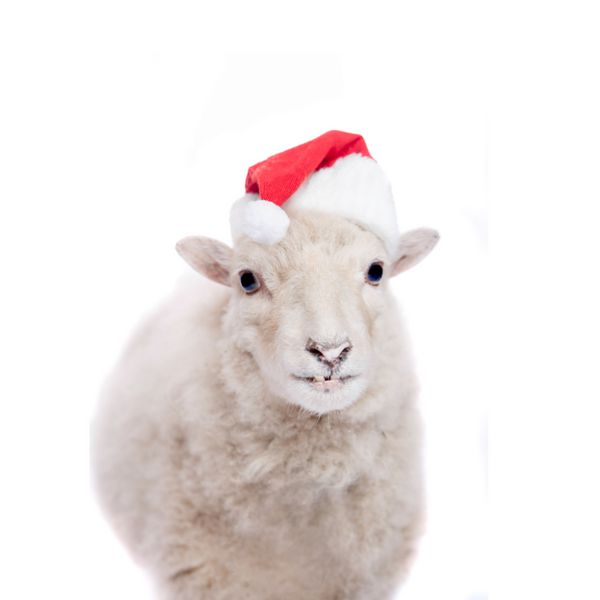 پرتره گوسفند با کلاه کریسمس روی سفید