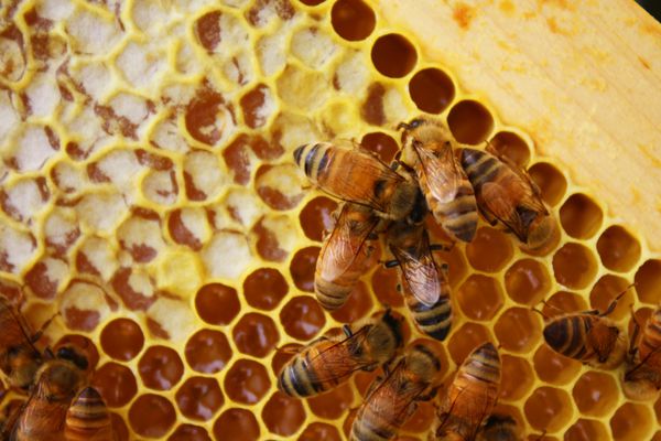 زنبورهای عسل در کندوهای خود