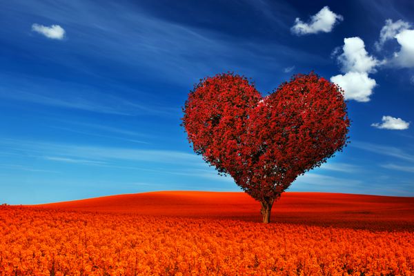 درختی به شکل قلب با برگ های قرمز در مزرعه گل قرمز عشق