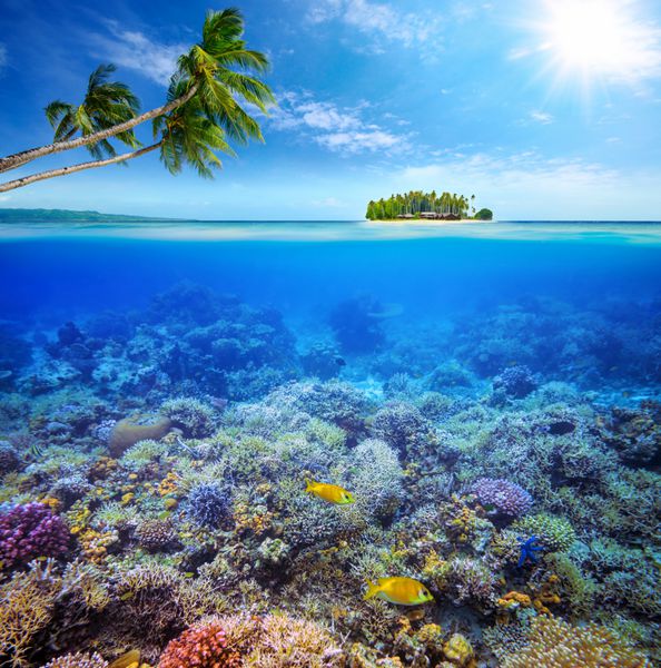 صخره مرجانی با ماهی در پس زمینه جزیره کوچک مالدیو