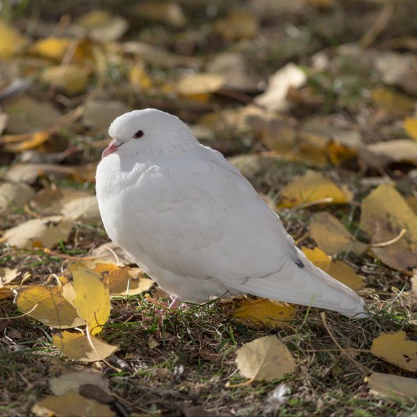 کبوتر سفید روی برگ های پاییزی