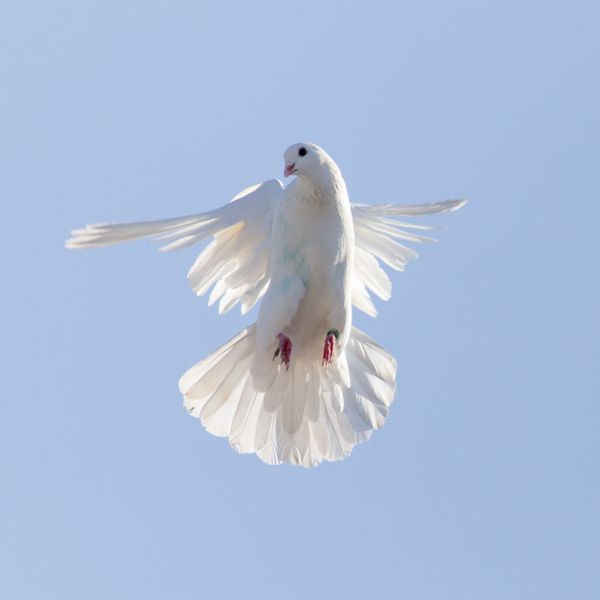 کبوتر سفید در پس زمینه ای از آسمان آبی