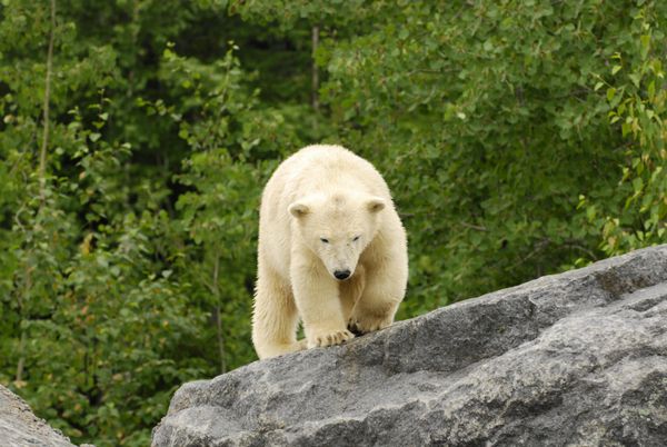 خرس قطبی در حال راه رفتن روی صخره ها