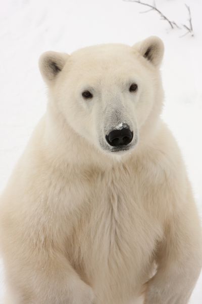 نمای نزدیک از خرس قطبی بالغ که روی پاهای عقب ایستاده است