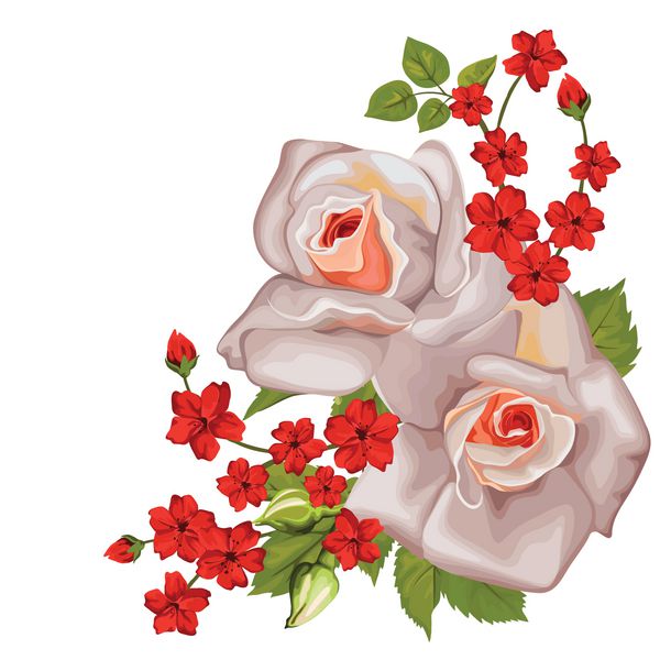 دسته گل زیبای گل رز جدا شده روی سفید