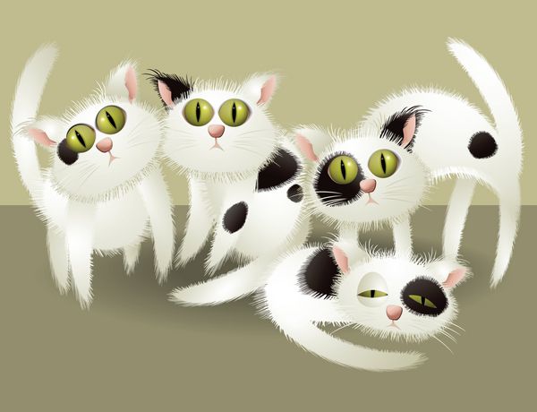 گربه های ناز سفید