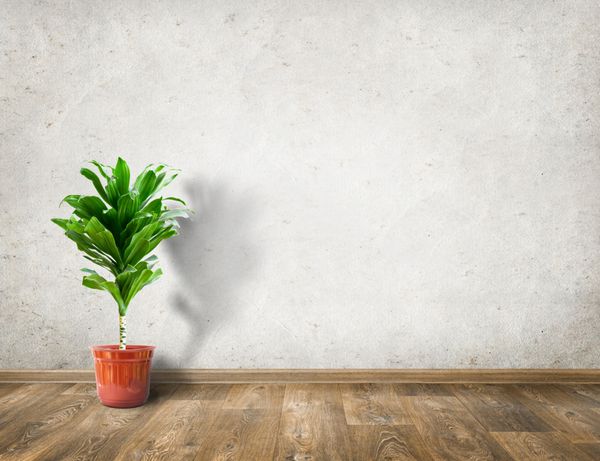 گیاه لاستیک در اتاق با پس زمینه داخلی دیوار سفید
